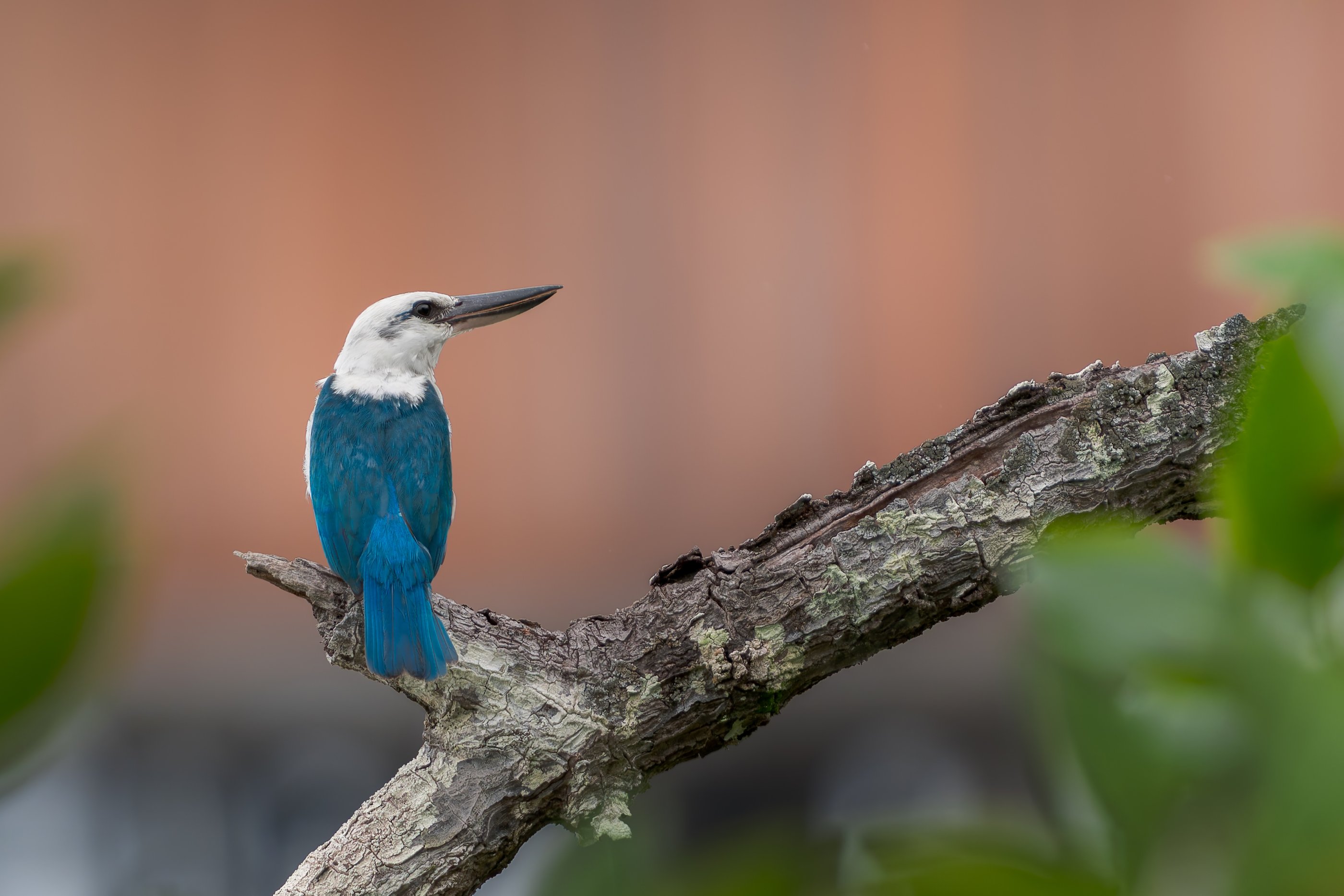 Beach Kingfisher1585.jpg