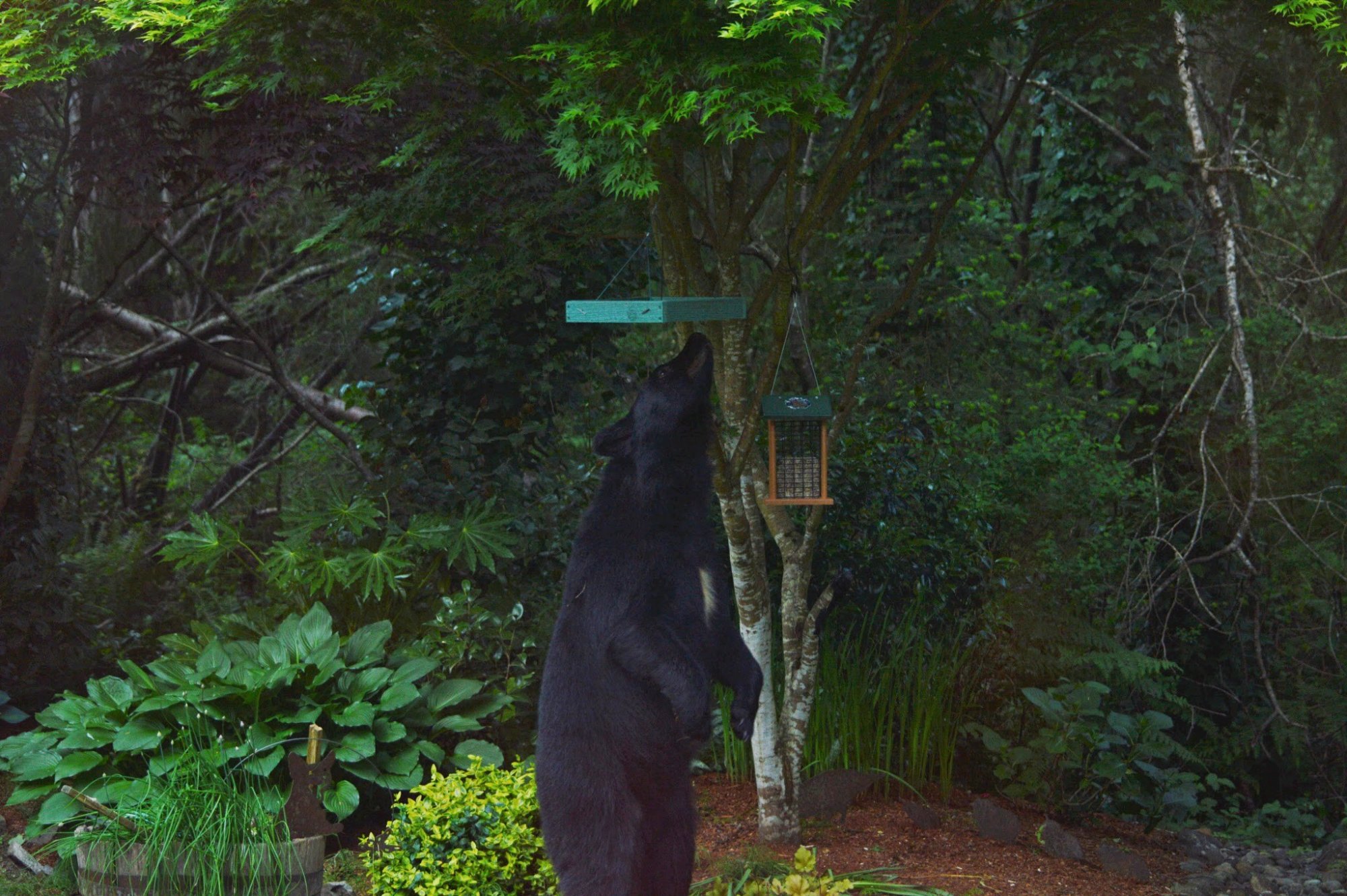 Bear and feeder.jpg