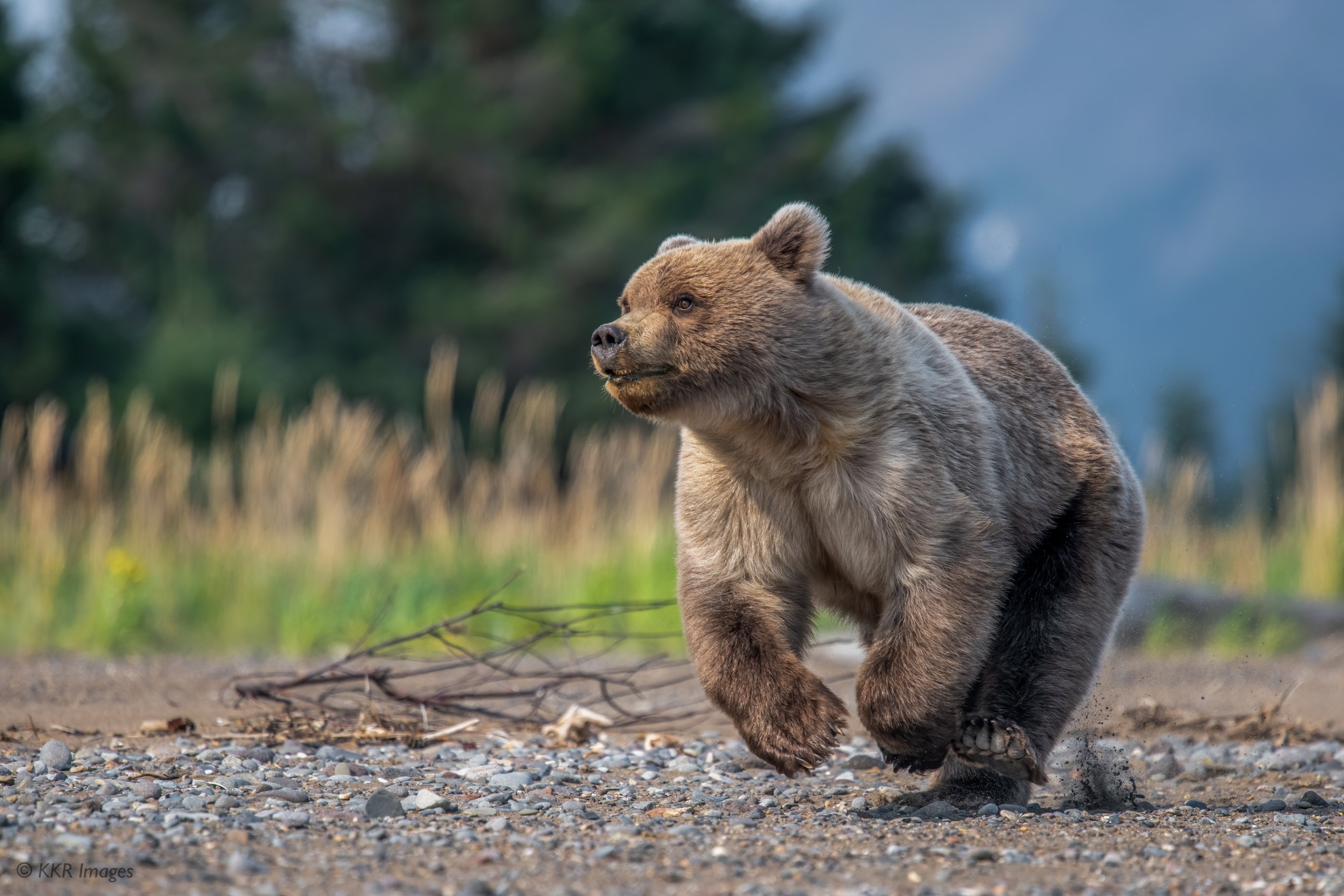 Bear cub on the run.jpg