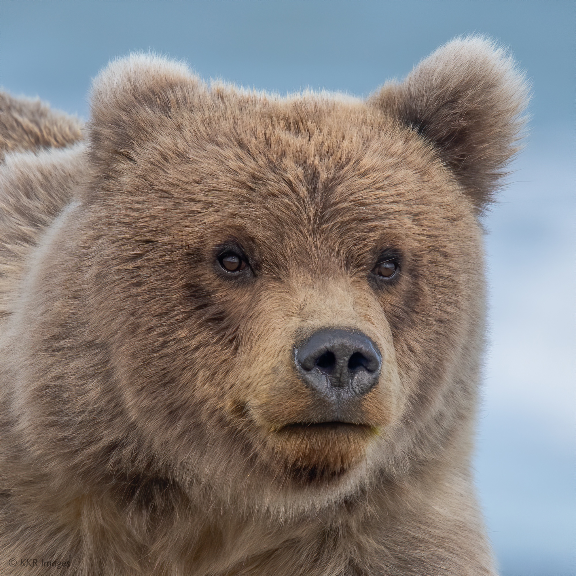 Bear cub portrait (Crimp  Ear's son).jpg