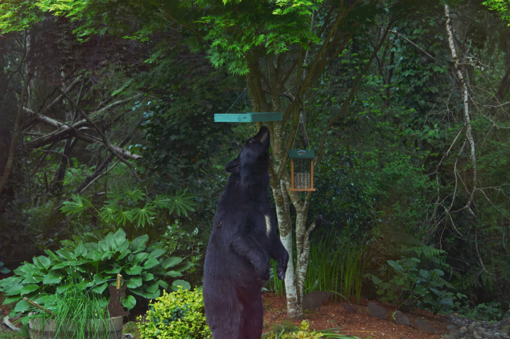 Bear sniffing feeder Issaquah WA 2014.jpg