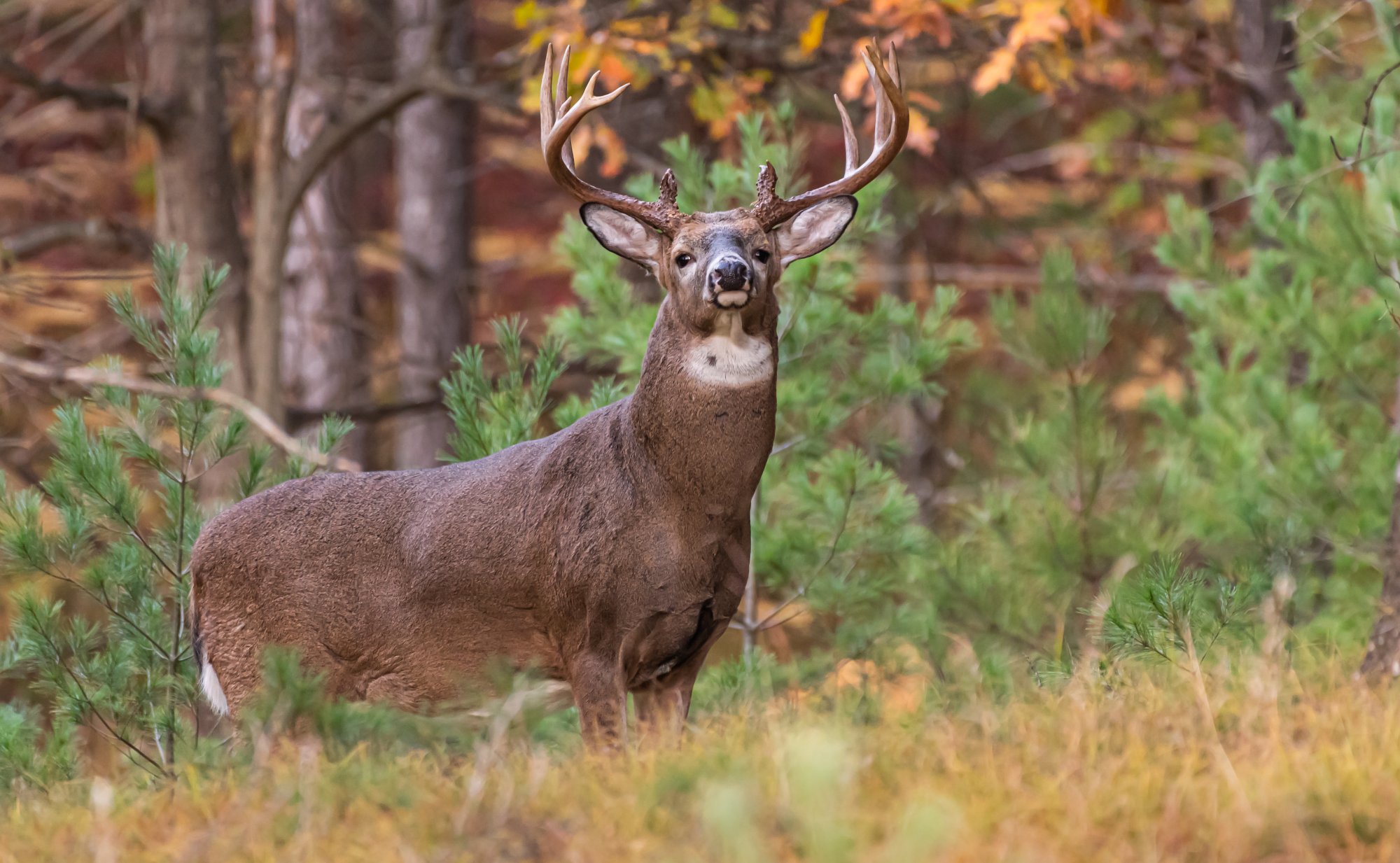 Beautiful old whitetail buck in the dunes.jpg