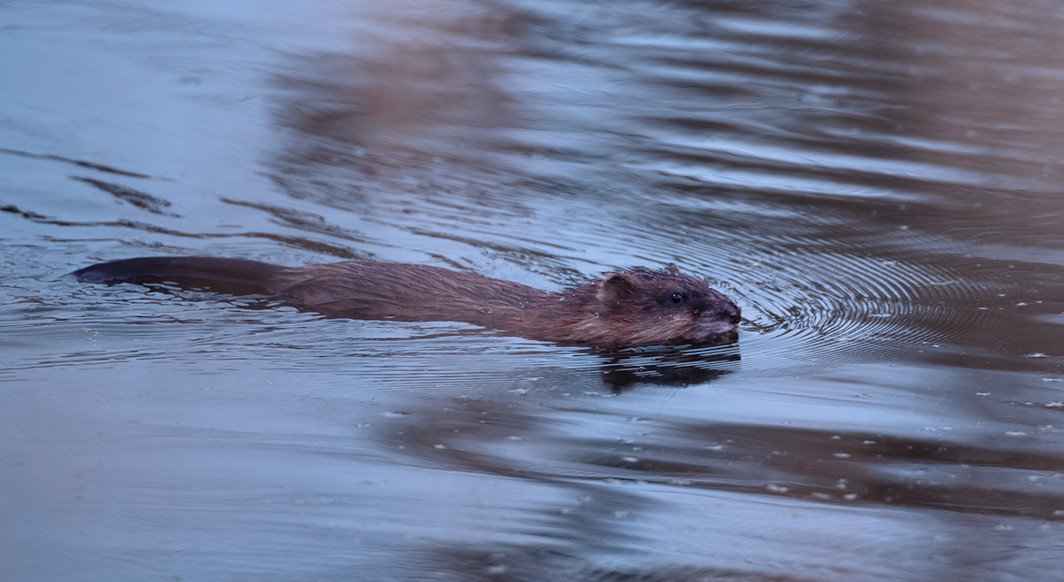 Beaver.jpg