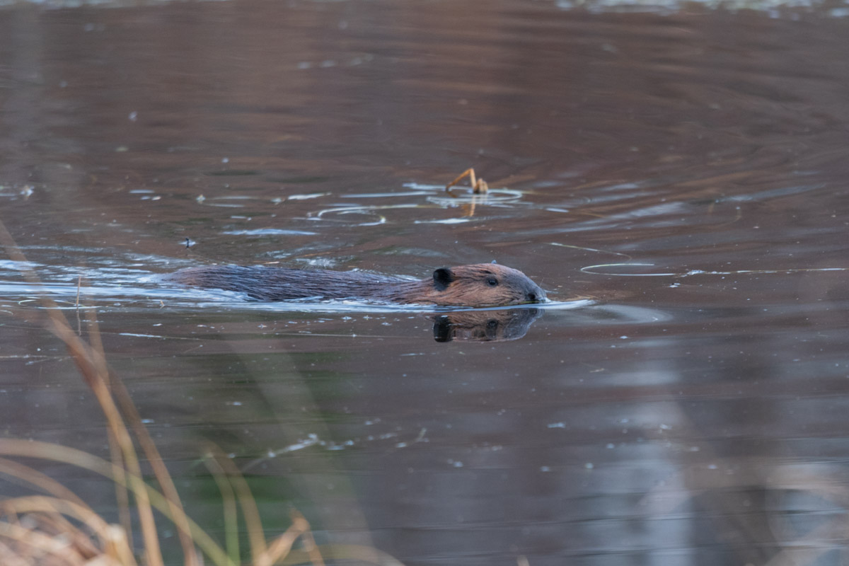 beaver2-1.jpg