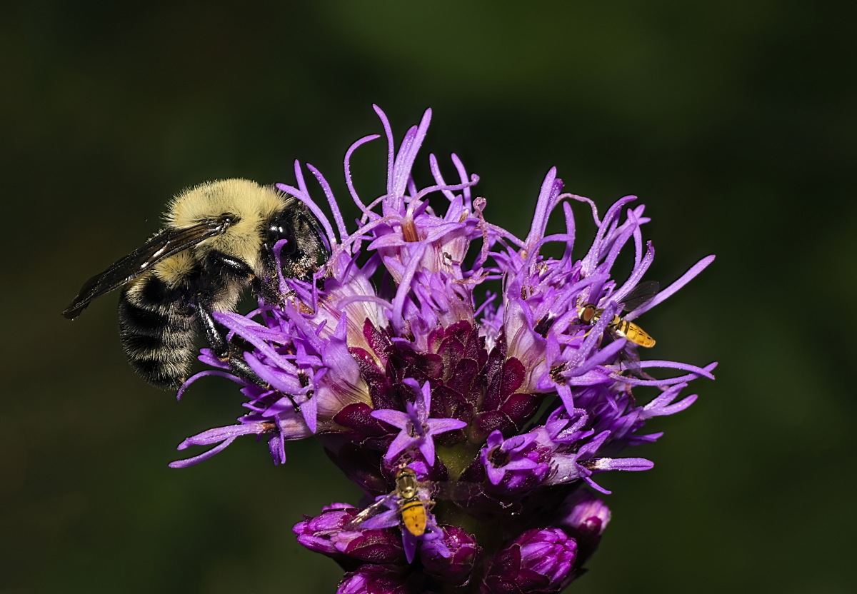 Bee and Hoverflies for blog 9Jun2021.jpg