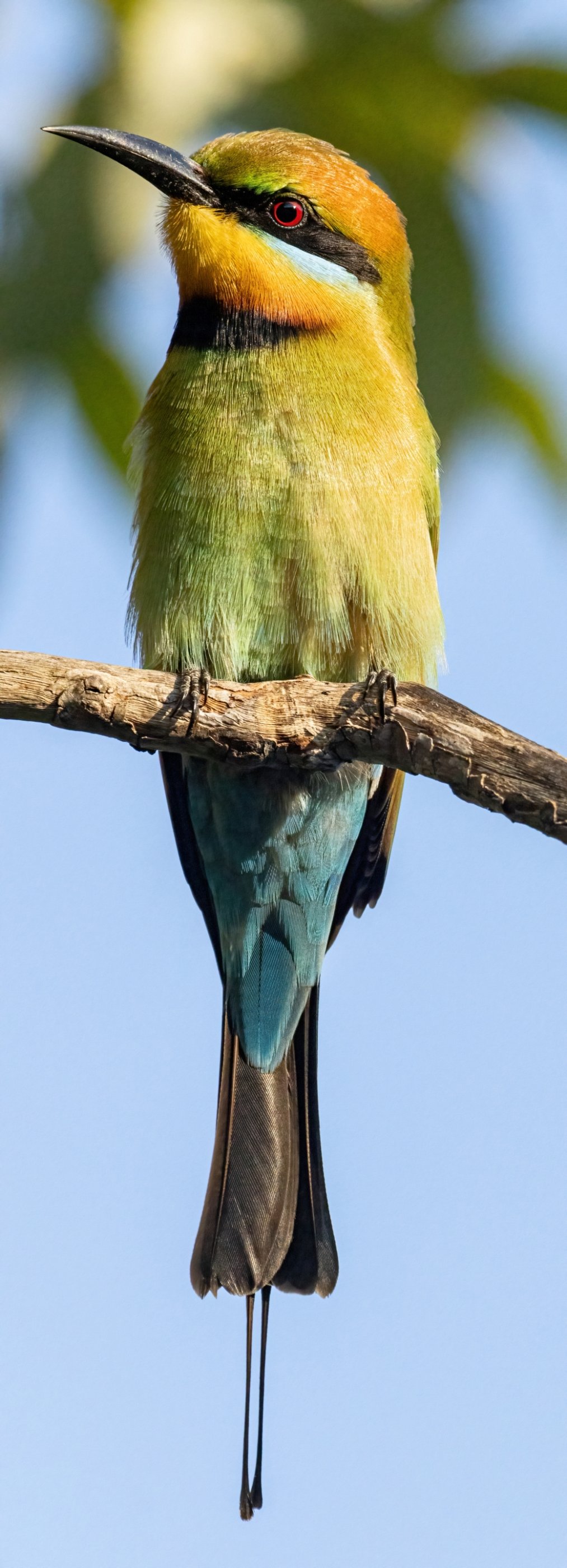 Bee Eater Darwin July 2024 PP1-9894-DeNoiseAI-standard resize.jpg