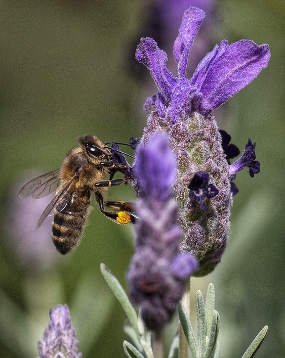 Bee on lavender.jpeg