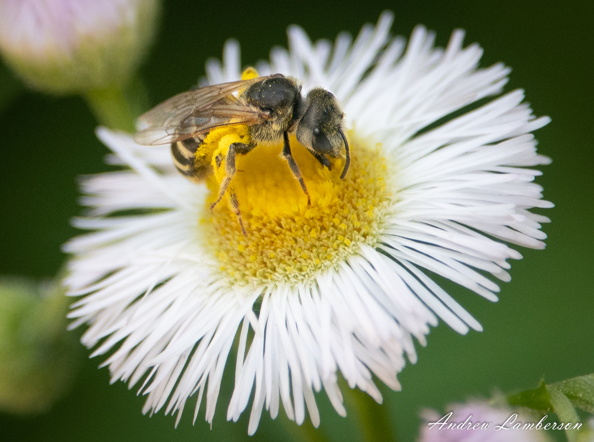 Bee on wild daisy-8875.jpg