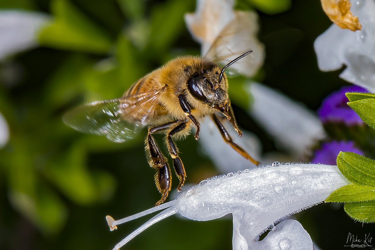 Bee_Soft Landing2_WIL_7708.jpg