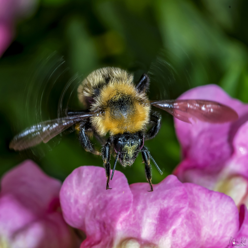 Bee_Soft Landing_WIL_8222.jpg