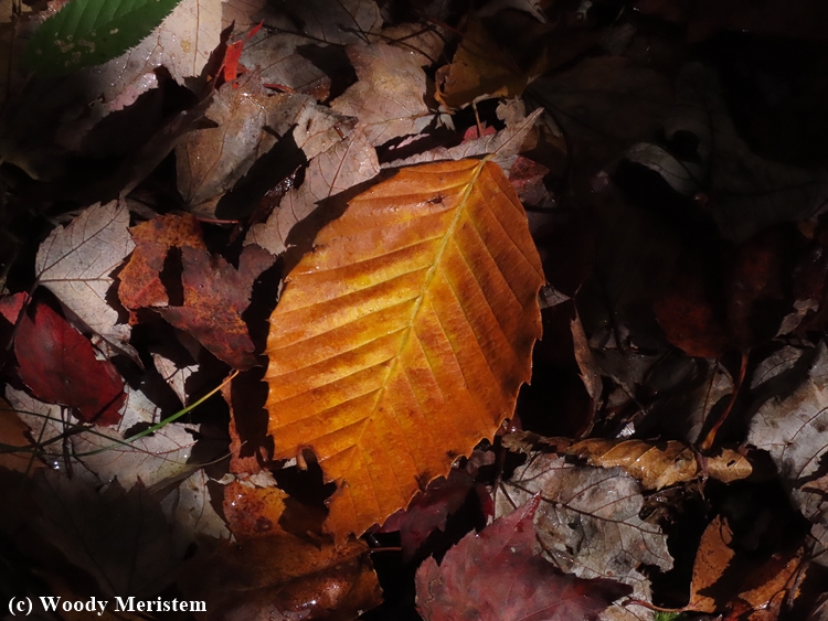 Beech Leaf.JPG