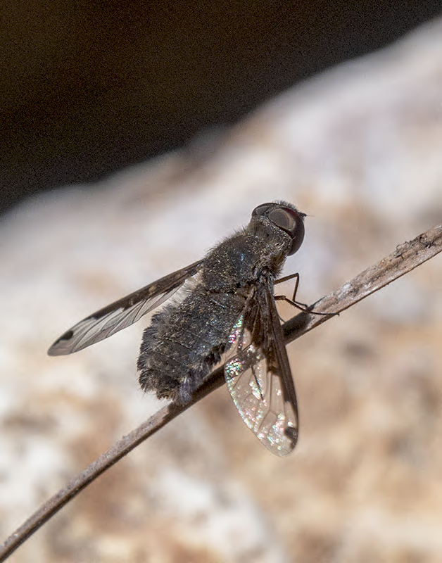 BeeflySouth Fork Cave Creek Z72_567905192021.jpg