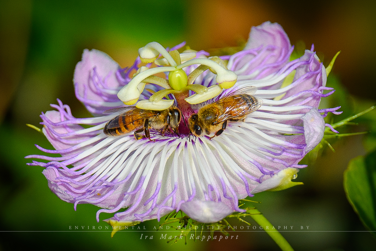 Bees on Flower.jpg