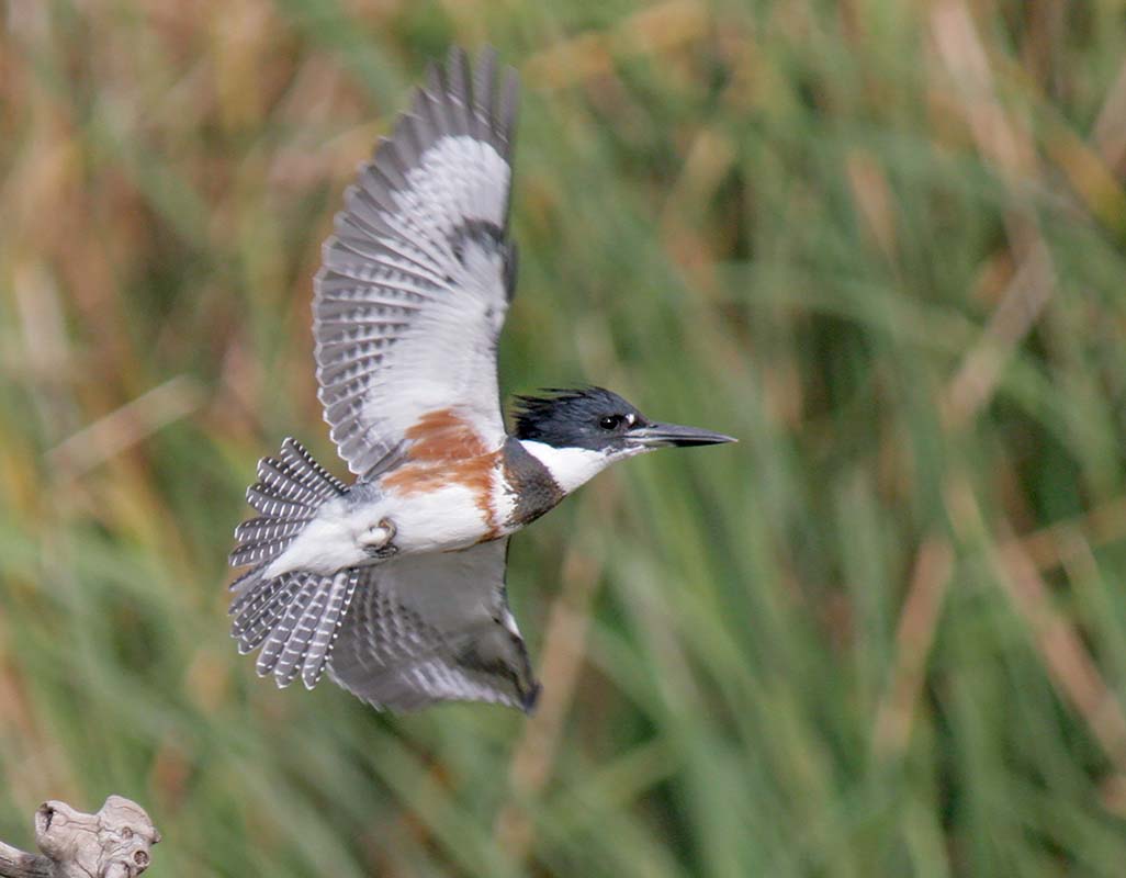 Belted Kingfisher 2 10222006_MG_5876.jpg