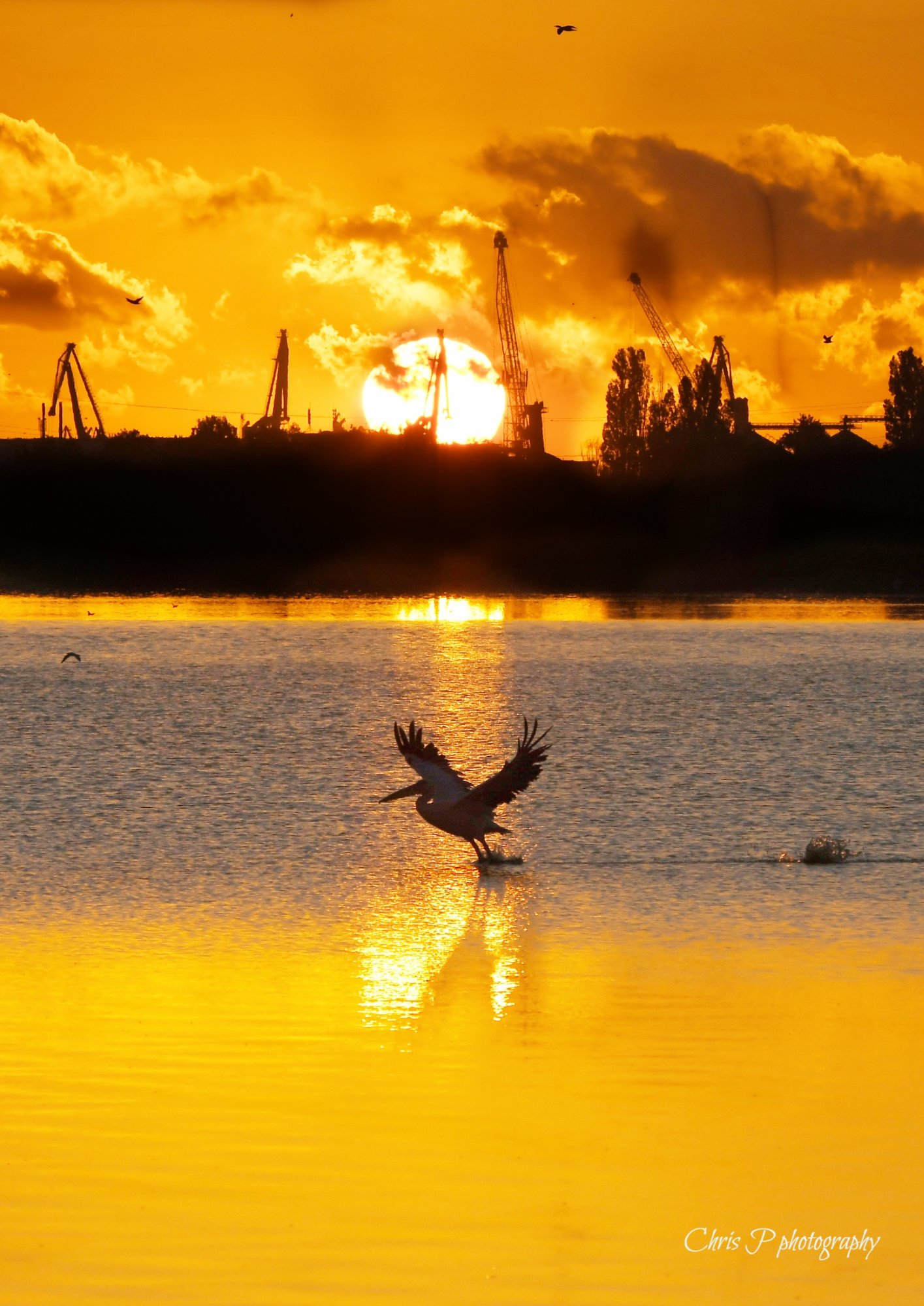 bergas sunrise pelican 2.JPG