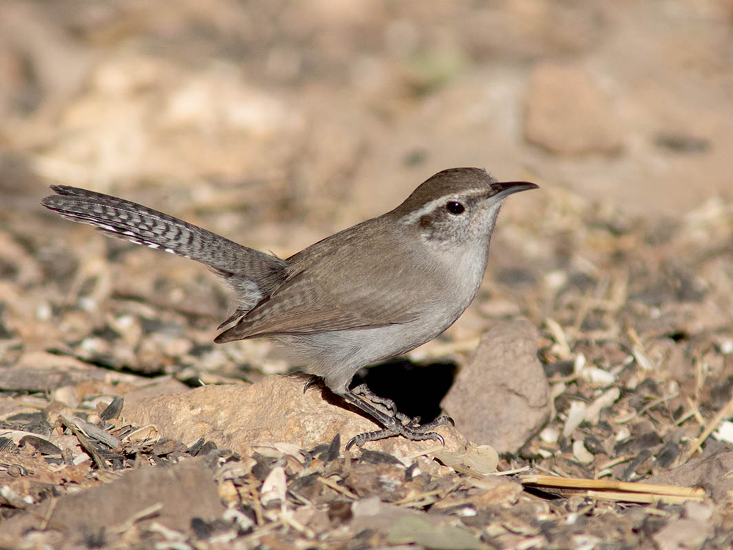 Bewicks Wren  Mary Jos 02142014IMG_2585.jpg