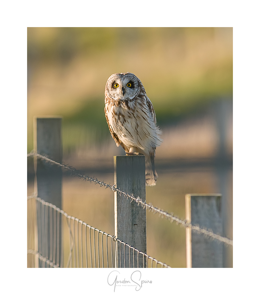 BG_Short-eared Owl 39.jpg