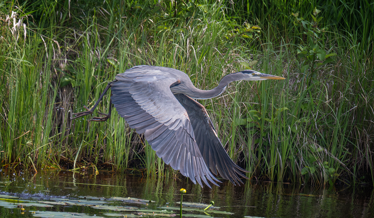 BGH in flight Floodway July 2024 8861.jpg