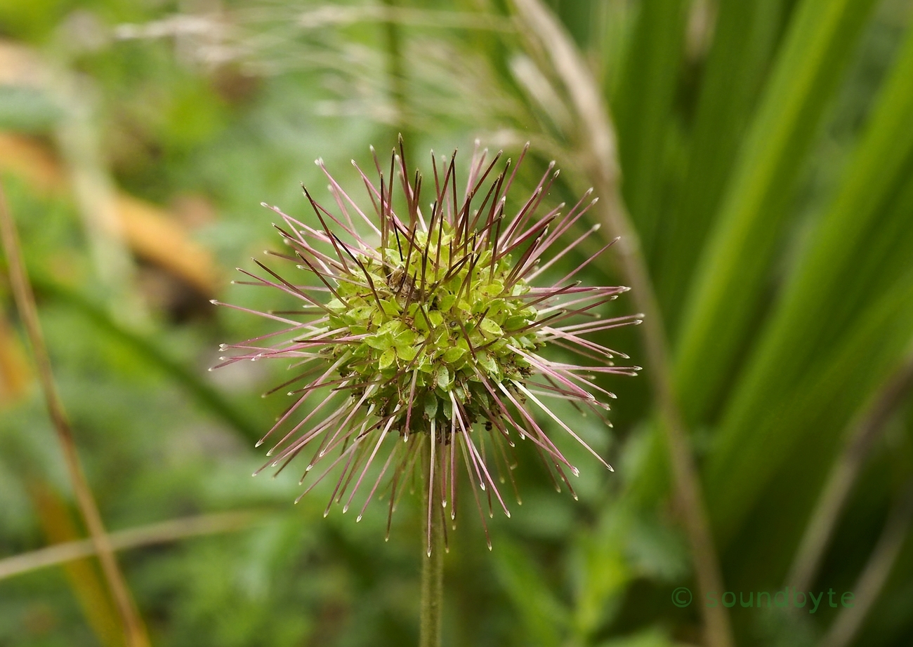 Bidgee Widgee_buzzy_051220_BCG.jpg