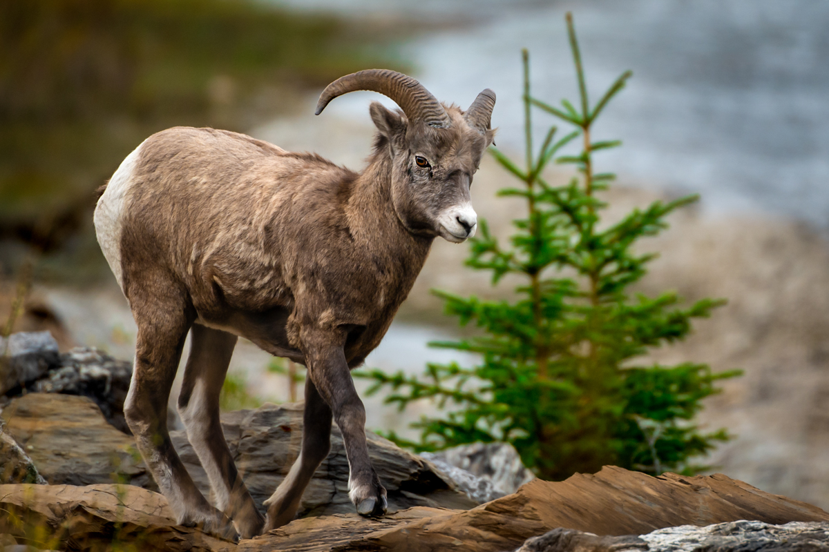 big horn female skip sized.jpg