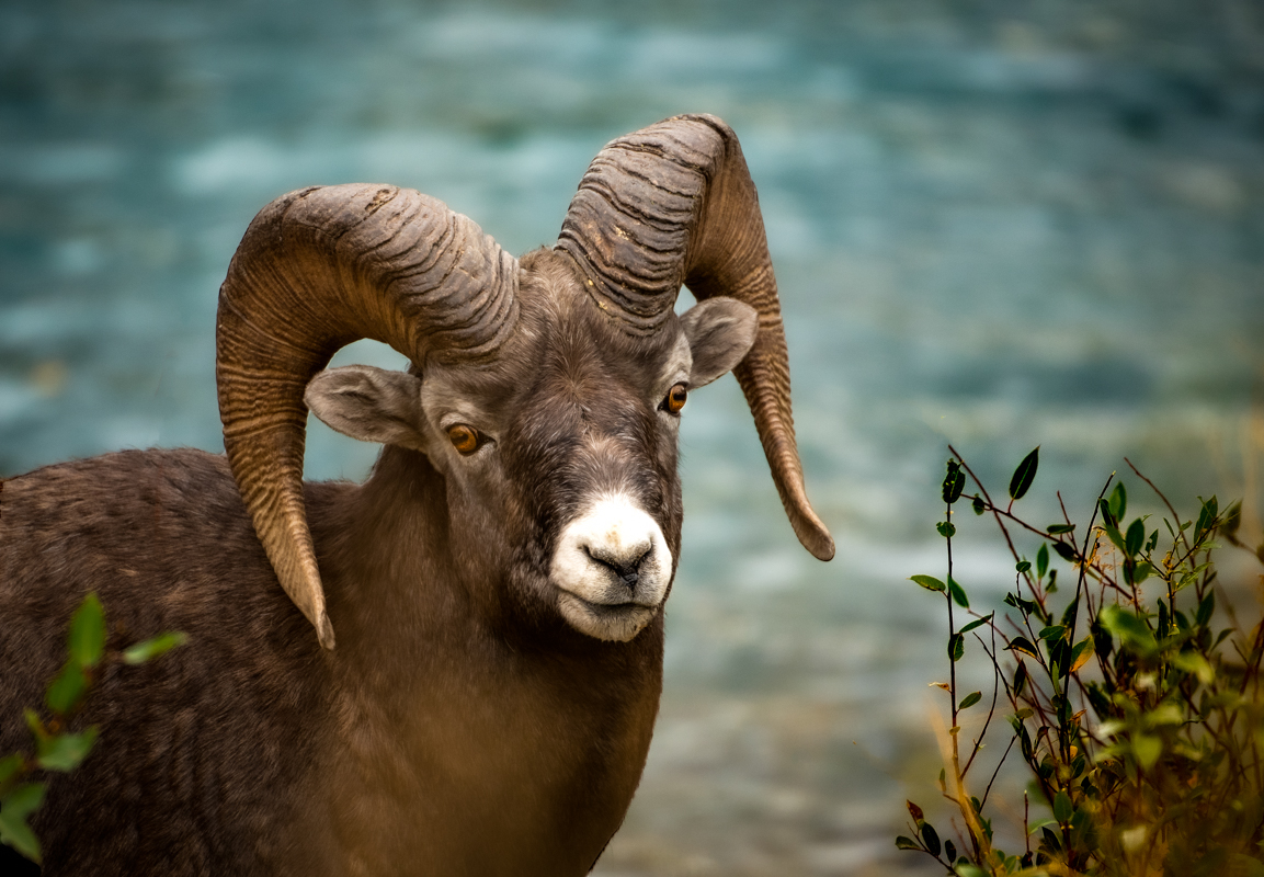 big horn male portrait sized.jpg