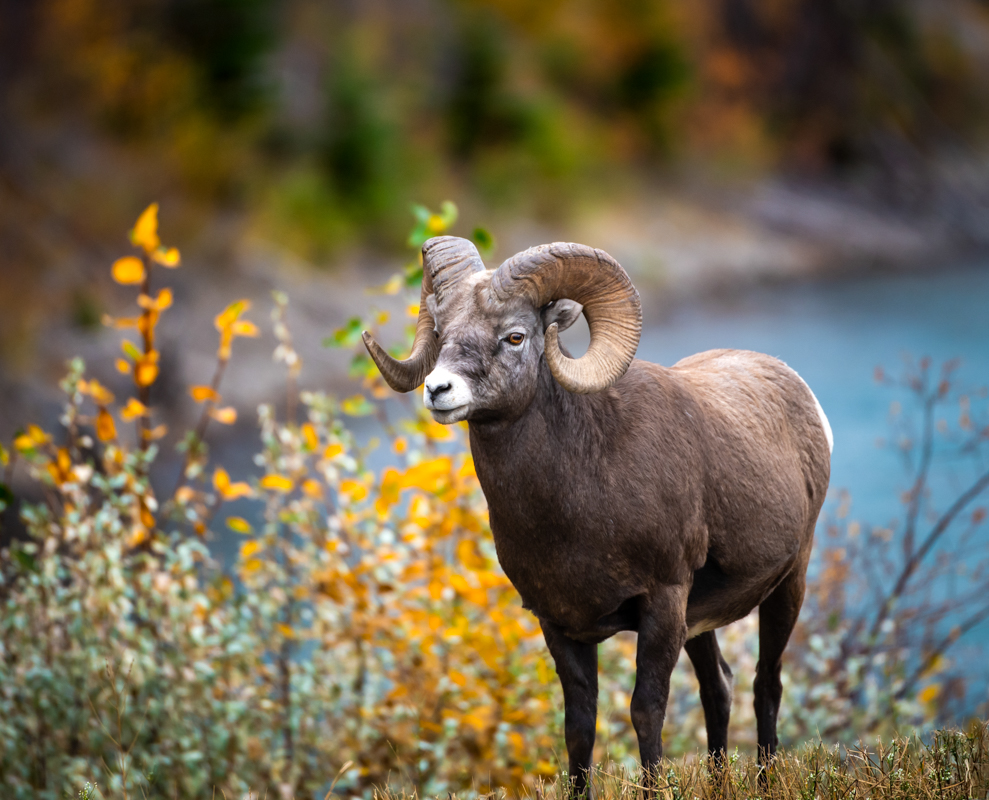 big horn male standing sized.jpg