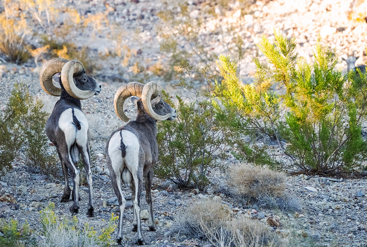 Big Horn Sheep BCG PA252019.jpg