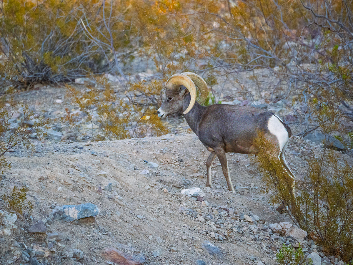 Big Horn Sheep BCG PA252912.jpg