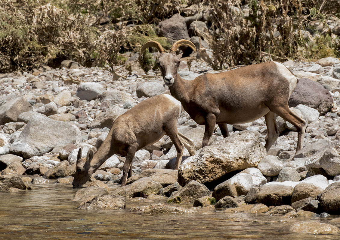 Big Horn Sheep Colorado River 080820157X0A2095.jpg