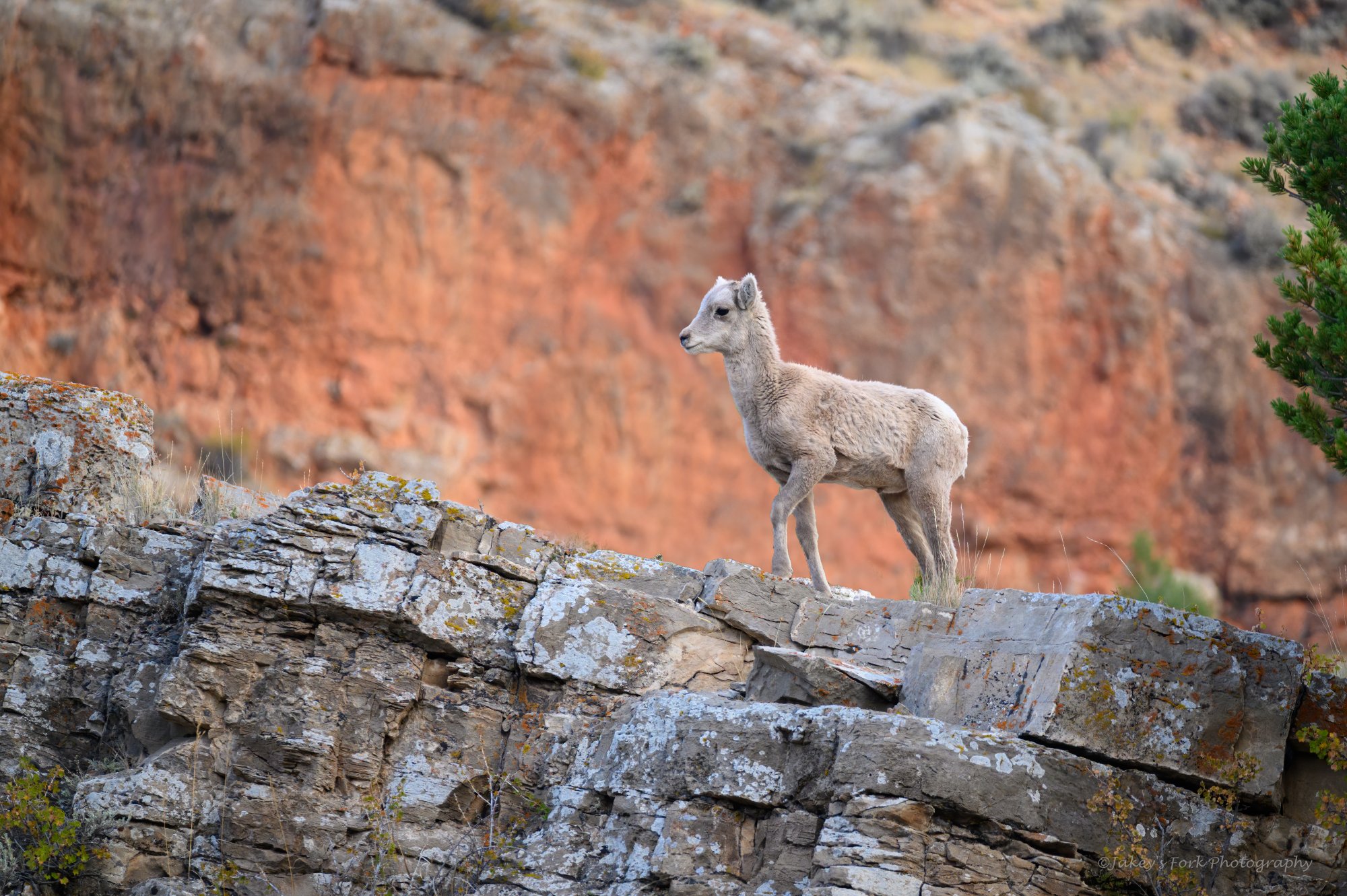 Bighorn Lamb on the cliffs.jpg