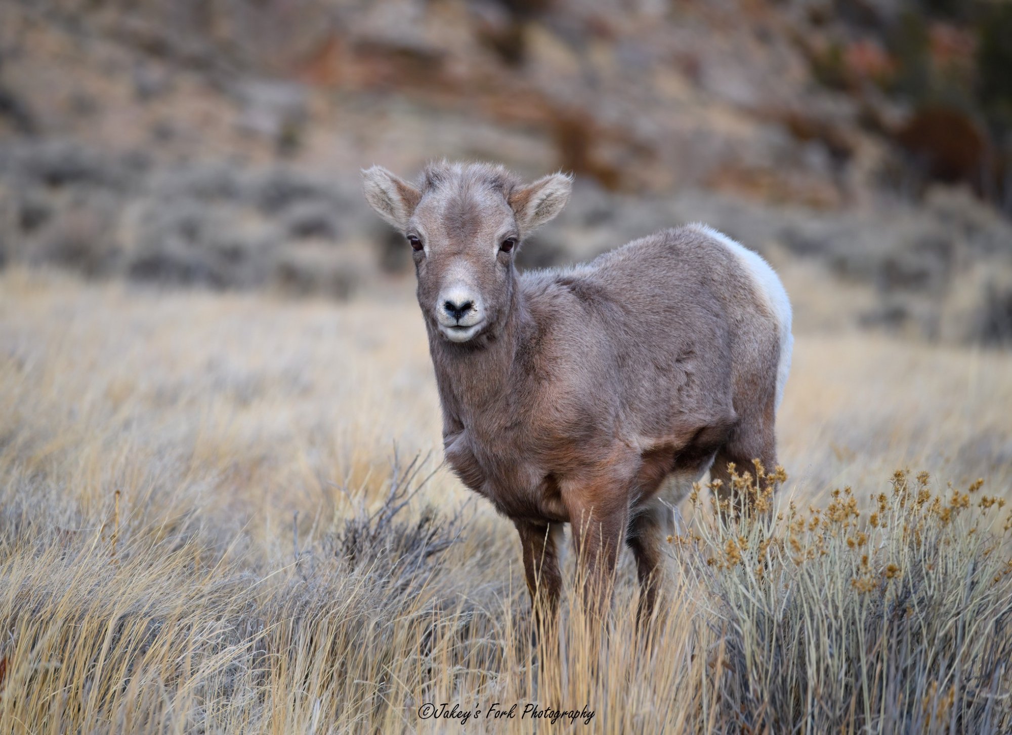 Bighorn Lamb_copy_2037x1478.jpg