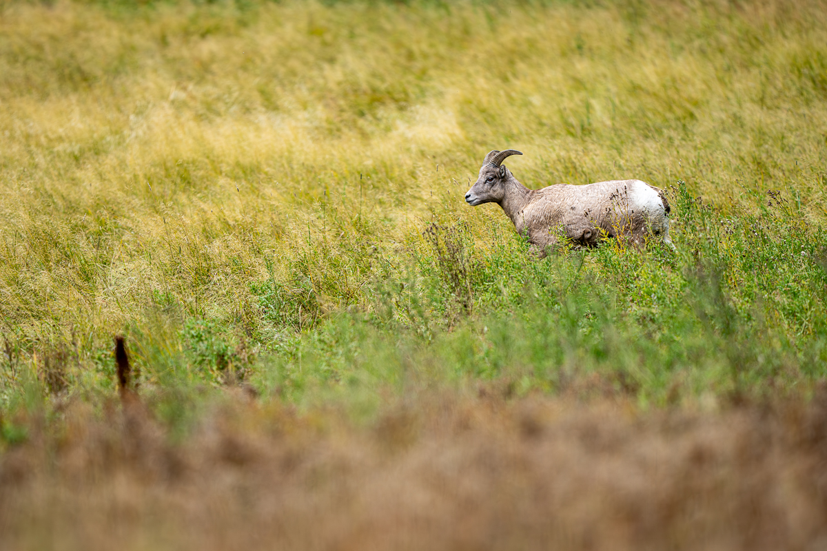 bighorn sheep 1561 BCG-.jpg