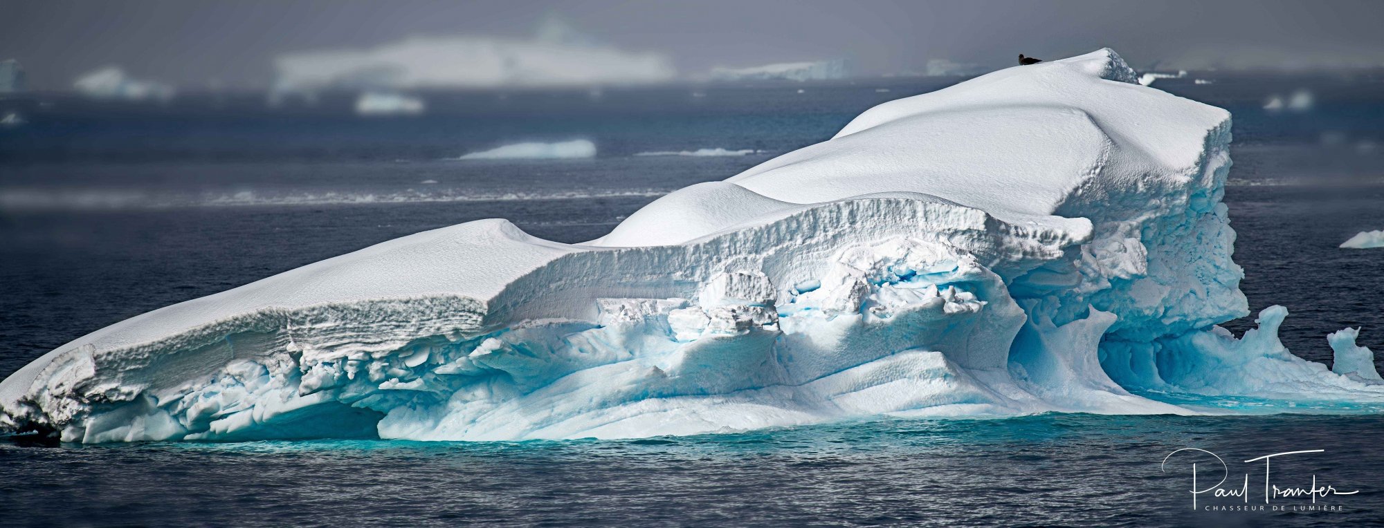 bird-on-an-iceberg.jpg