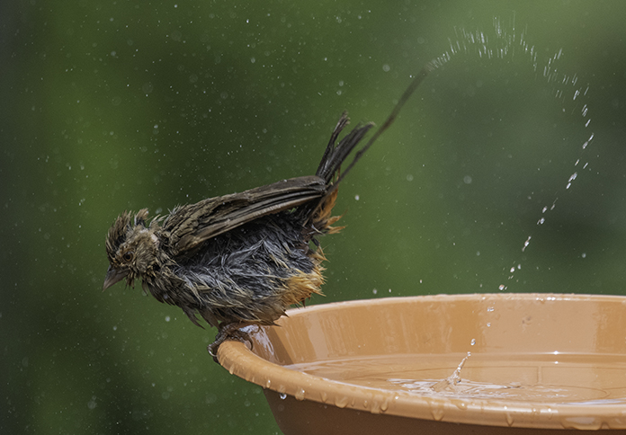 BIRDBATH.jpg