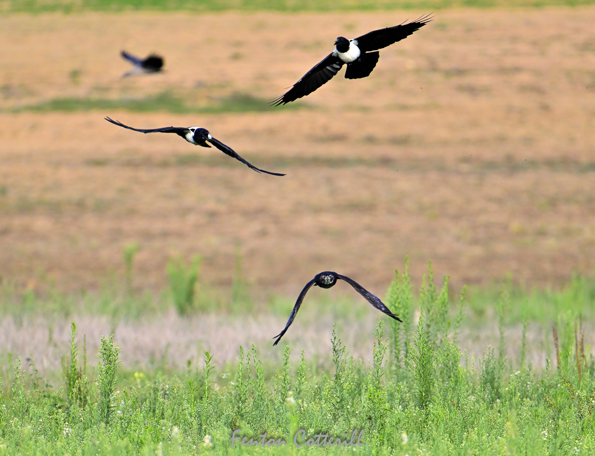 Birds Cape raptor Black Sparrowhawk hunting Guineafowl mobbed crows Mar2023_F Cotterill-1.jpg