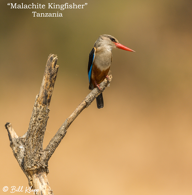 Birds_Tanzania_Tarangire_Malachite_Kingfisher_B_Klipp_Aug_2016_8lr_.jpg