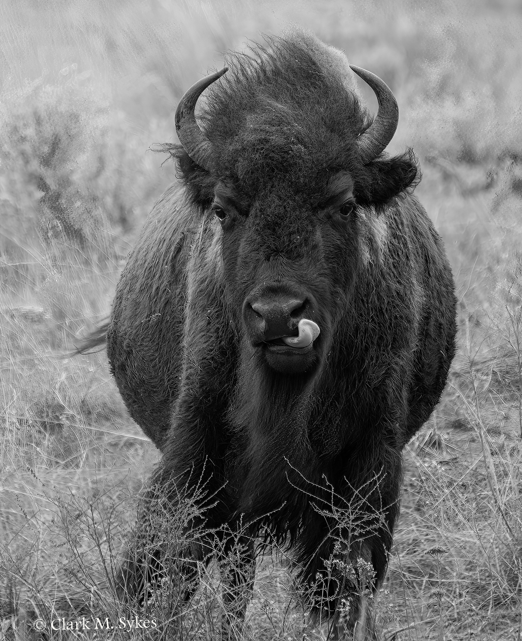 Bison 9 Snot removed B&W 1 (copyrighted).jpg