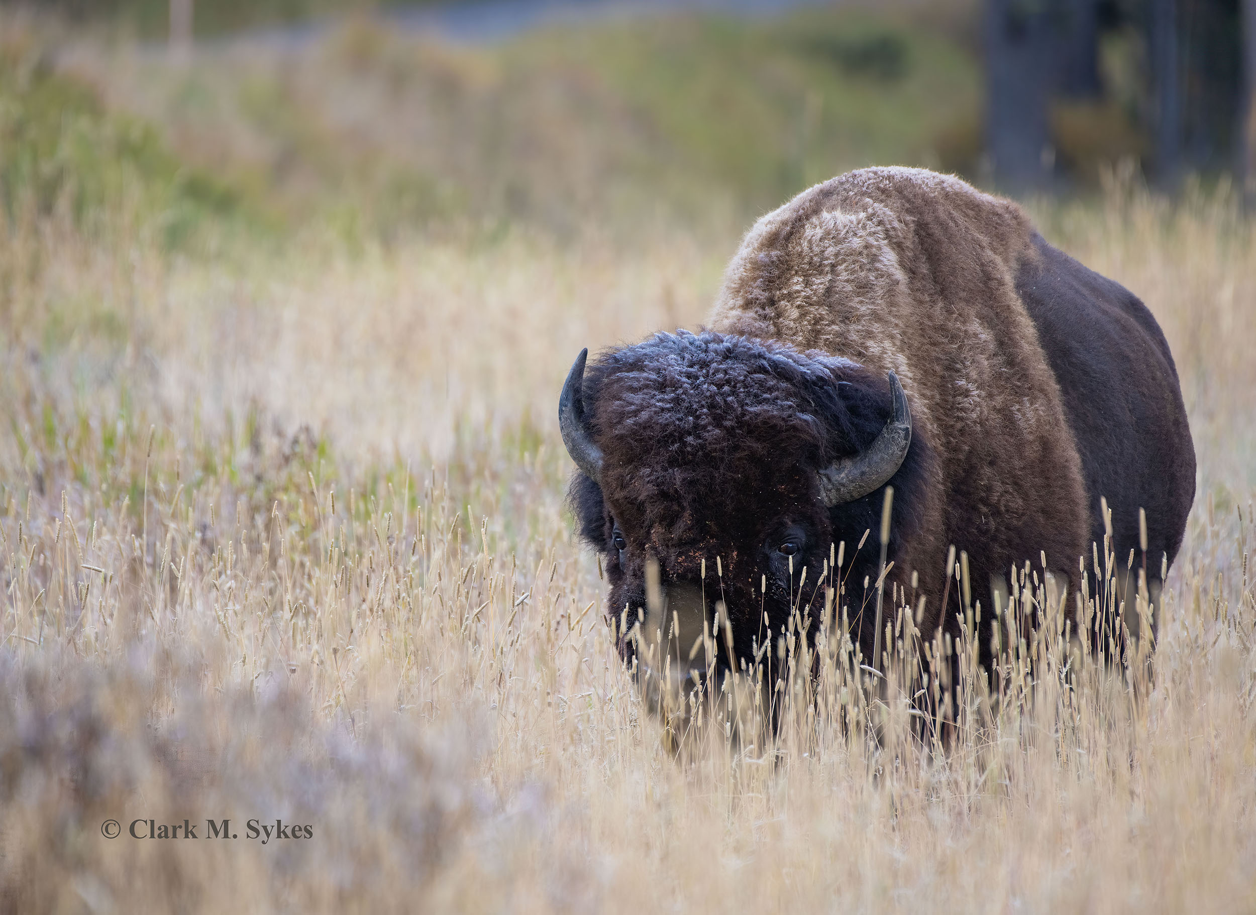 Bison Bull Copyrighted.jpg