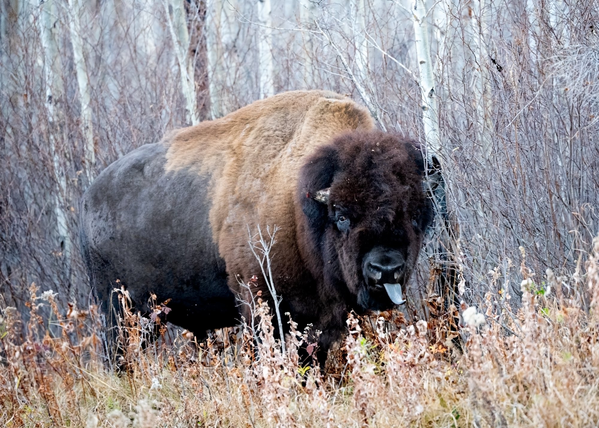 Bison with broken horn.jpg