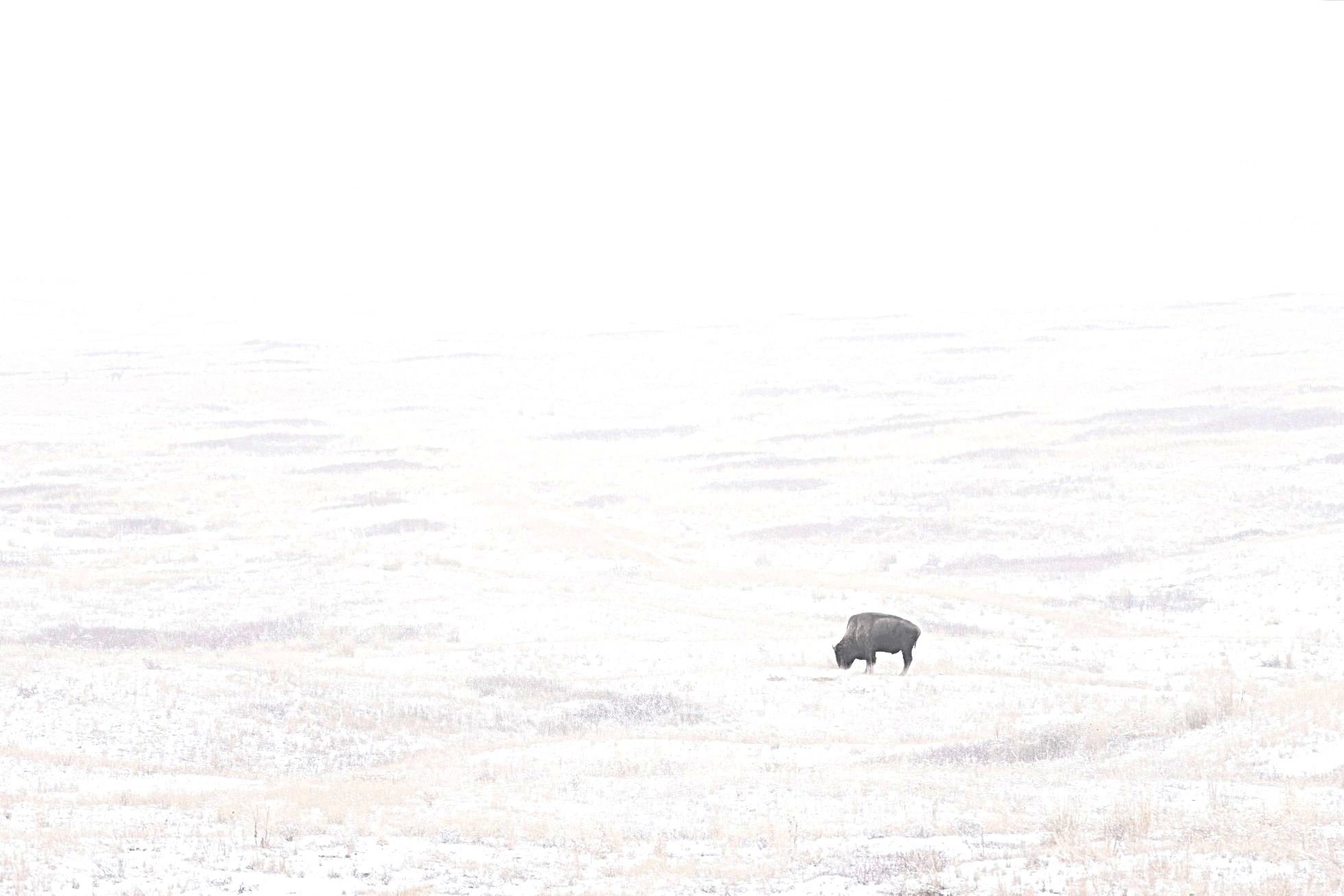 bison_fog_3Jan2025_bw2.jpg