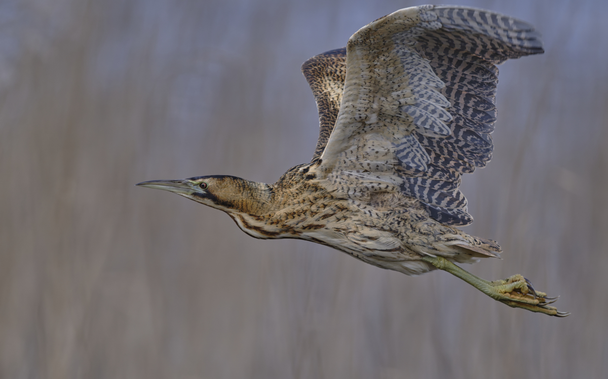 Bittern.jpg