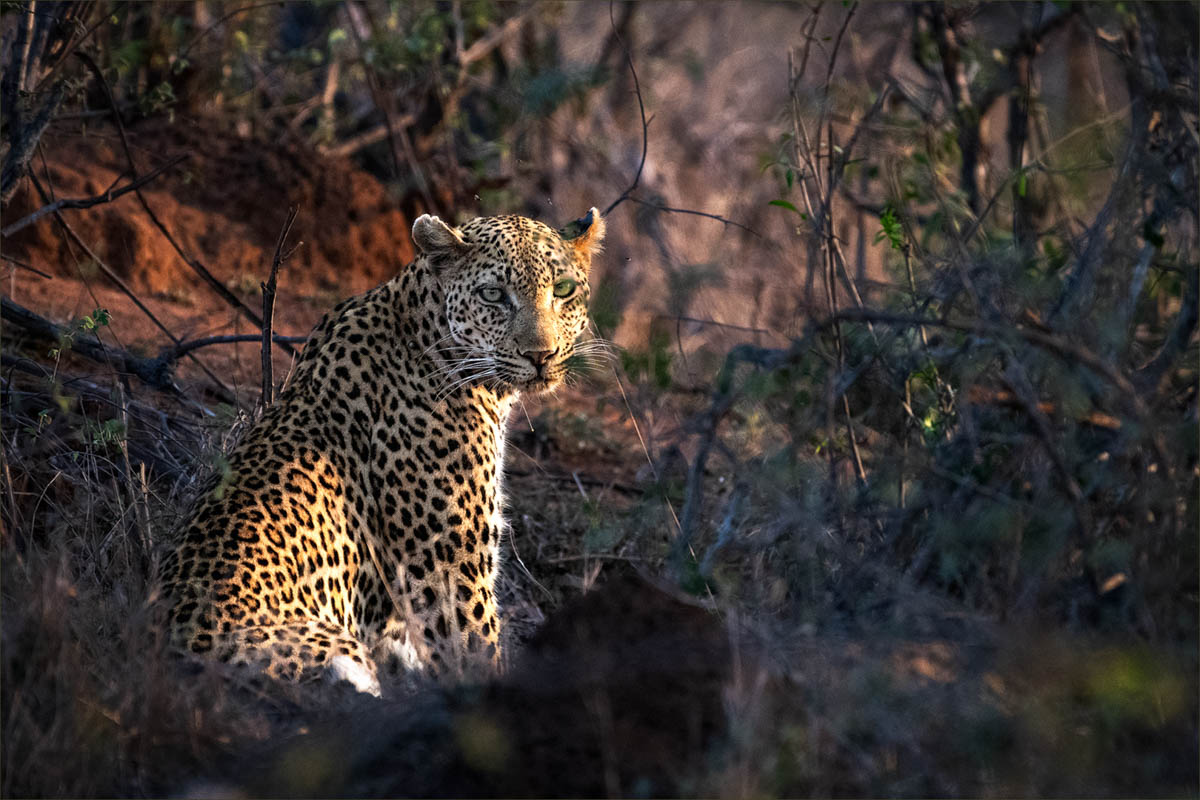 Biyamiti leopard.jpg