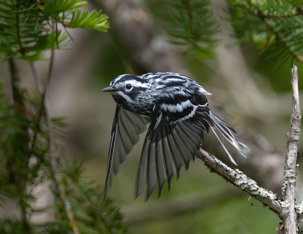 Black and white warbler in flight  Sibley 5701 processed_.jpg