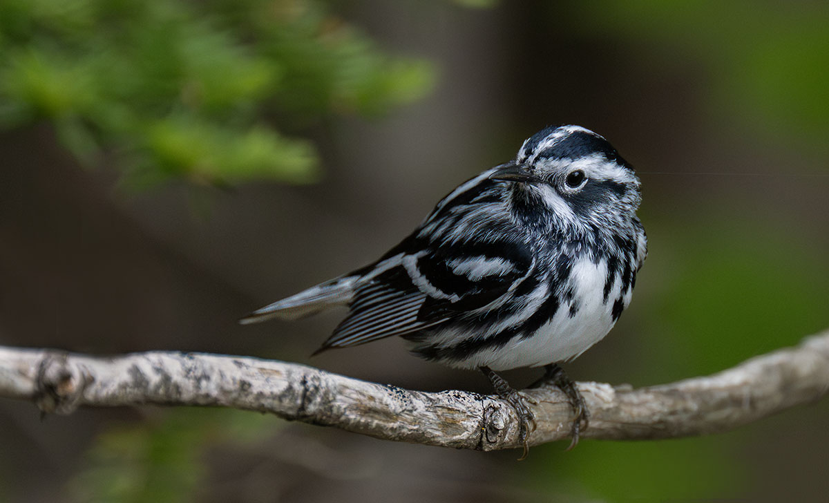 Black and white warbler perched Sibley 5883 processed_.jpg