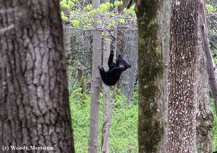 Black Bear (B).jpg