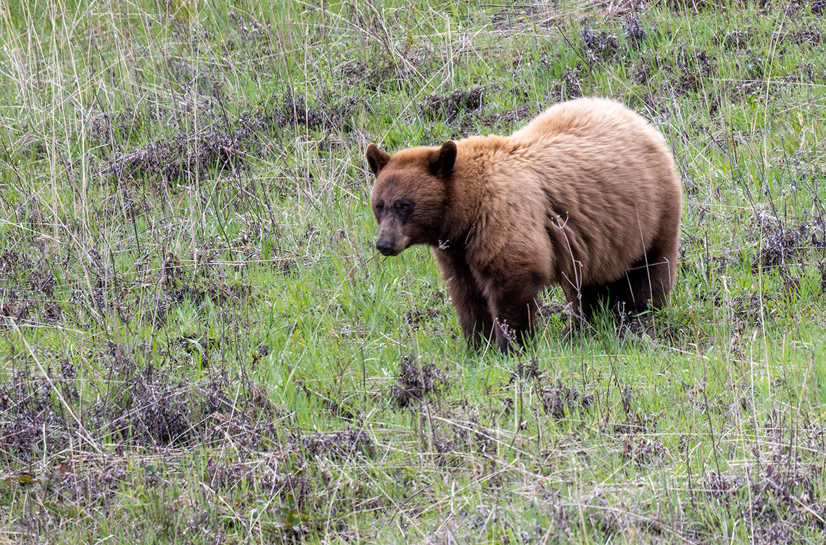 Black Bear BCG Z7I_1491-Enhanced-SR.jpg