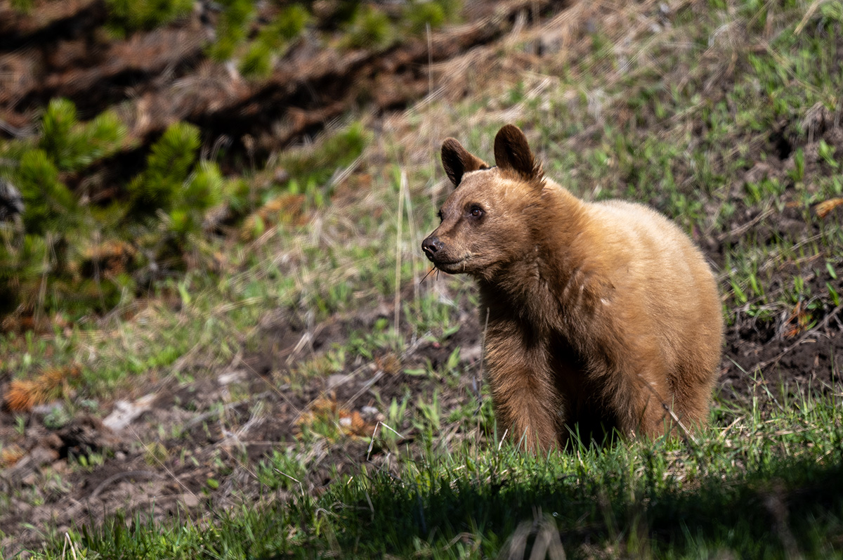 Black Bear BCG Z7I_1641.jpg