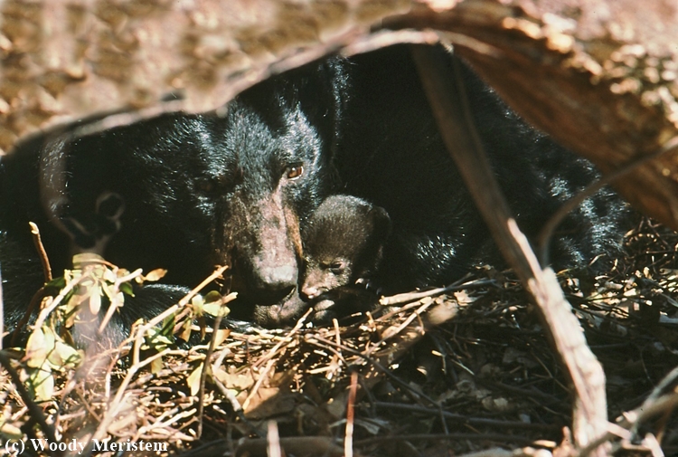 Black Bear (C).jpg