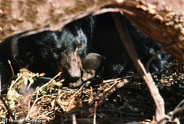 Black Bear & Cub.jpg