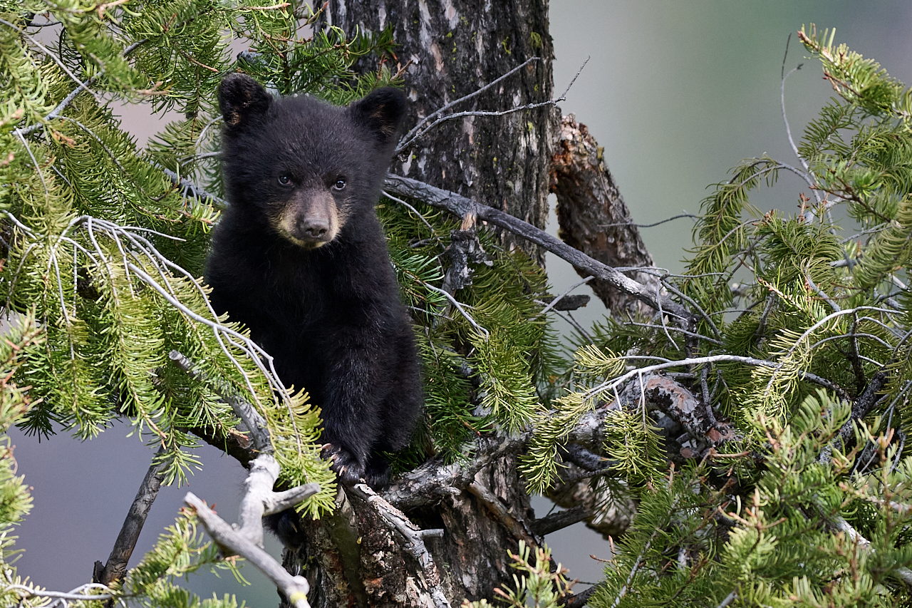 Black Bear Cub_NZ9_7912.jpg